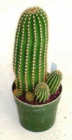 Echinopsis_1